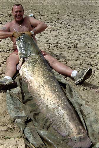 Catfish