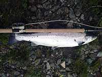 Salmon